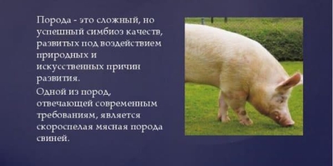 Kako hraniti svinje za brzi rast kod kuće